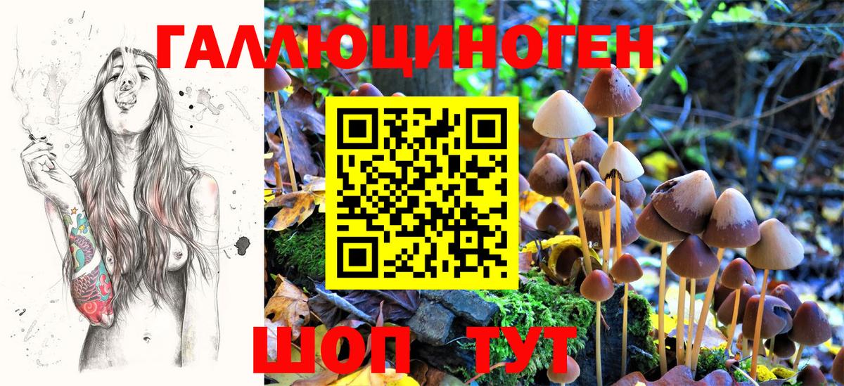 Галлюциногенные грибы Psilocybine cubensis Мурино